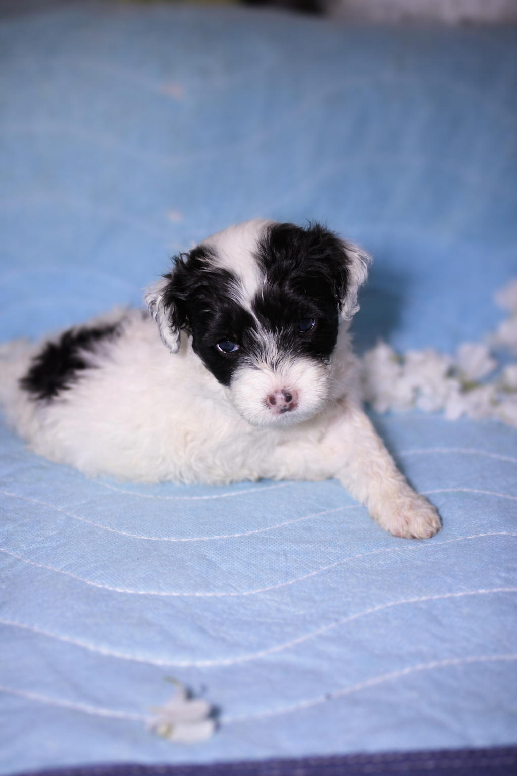 Dulce Portuguese Water Dog puppy
