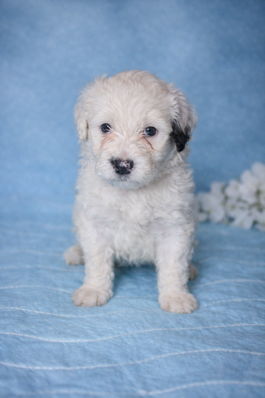 Perla Portuguese Water Dog puppy