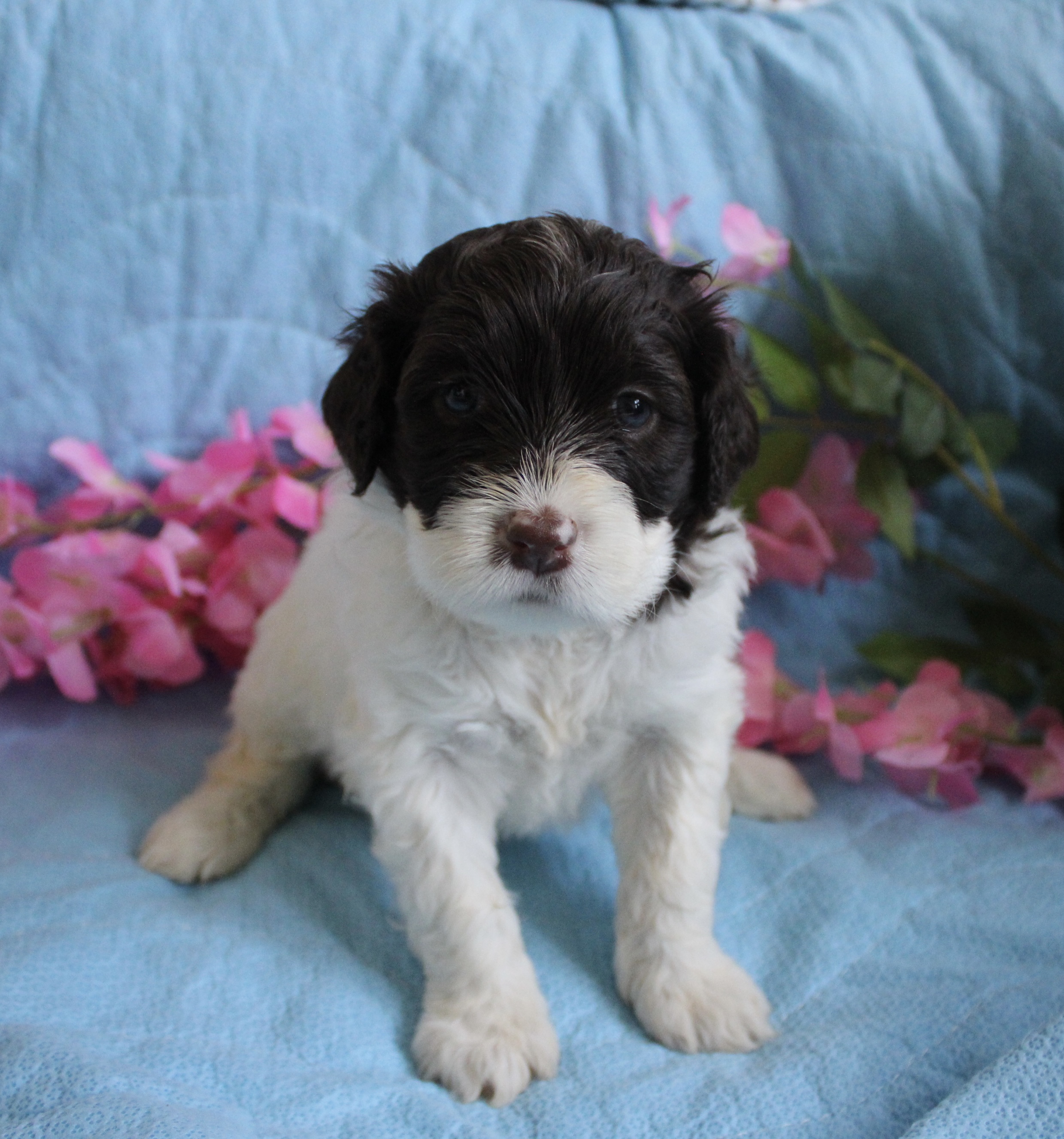 Amora Portuguese Water Dog puppy