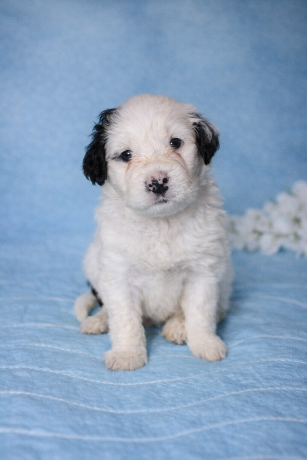 Bruno Portuguese Water Dog puppy