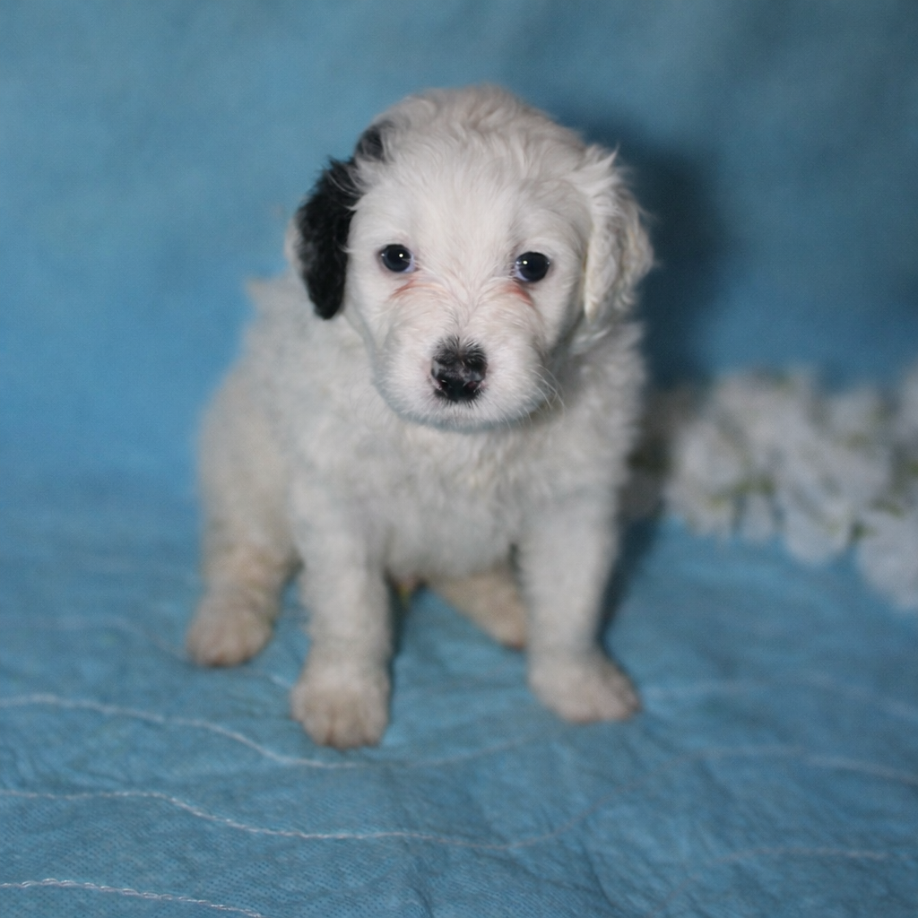Leon Messi Portuguese Water Dog puppy