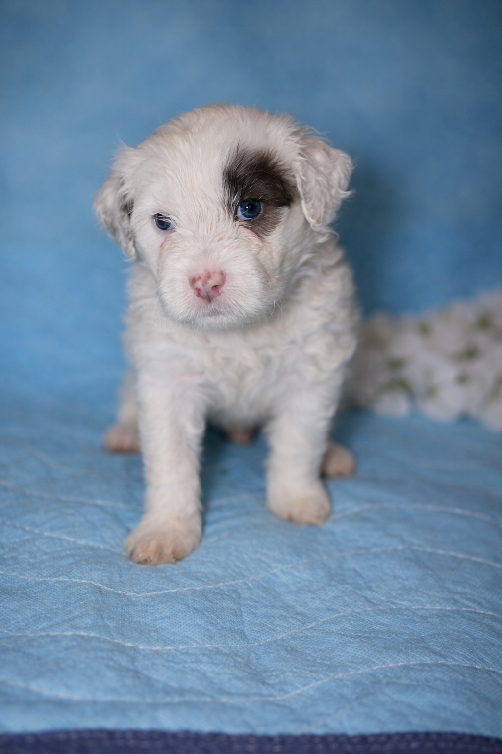 Rio Portuguese Water Dog puppy