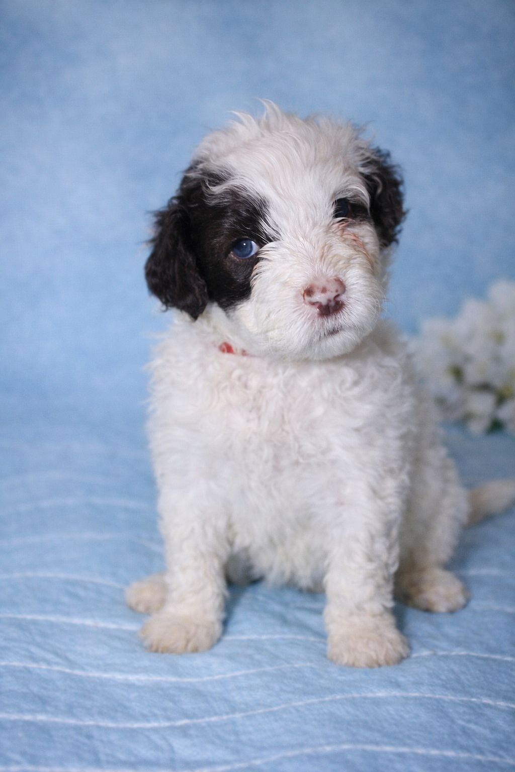 Samba Portuguese Water Dog puppy