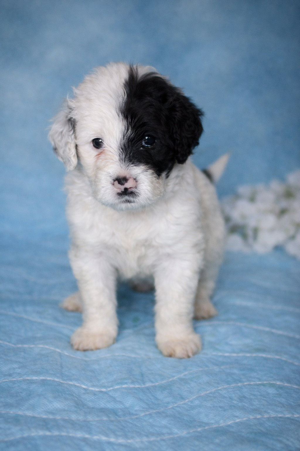 Toro Portuguese Water Dog puppy